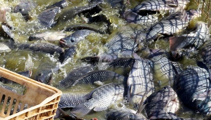  Líder na piscicultura, Paraná orienta produtores no manejo dos viveiros no verão